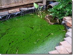 pondAlgae