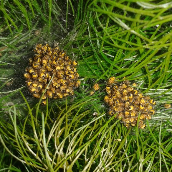 IMG_20150602_204418.jpg image