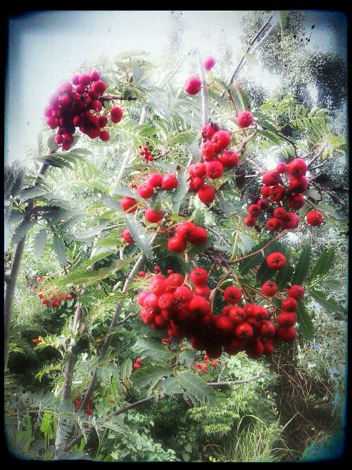 2013-09-21 13.33.34_Antonio_Bluegrad_Hassel.jpg image