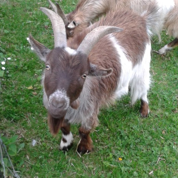 IMG_20150614_200958.jpg image