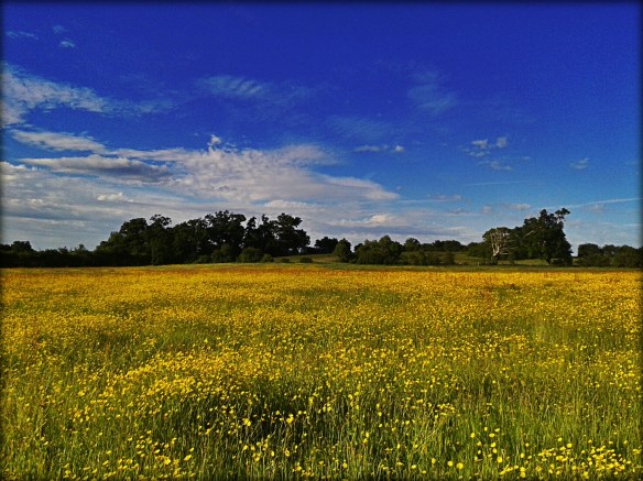 20150604_183705_Ingrid_Bluegrad_Smoke.jpg image