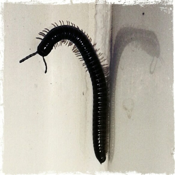 20160131_044855_Mesnes Green_Bob_Bluegrad_Grunge.jpg image