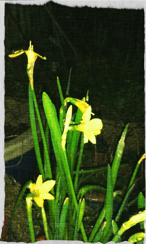 20160127_071406_Mesnes Green_Borg_Carbon_Femton.jpg image