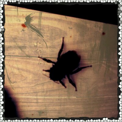 2012-12-28 11.05.07_Anne_Wooden_Patch.jpg image