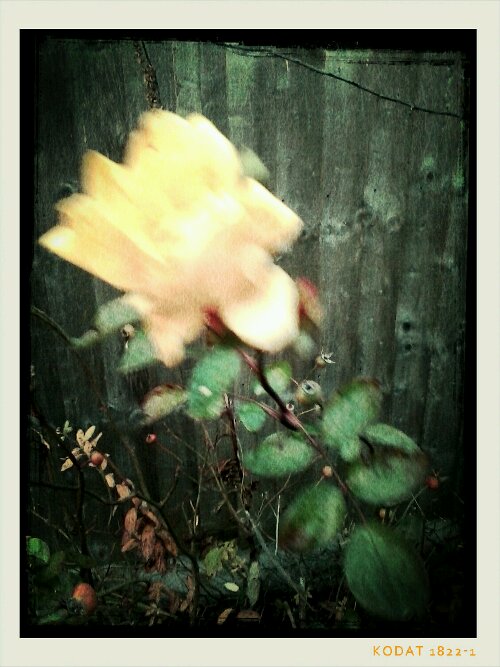 2013-12-07 16.02.30_Julia_Skin_Carc.jpg image