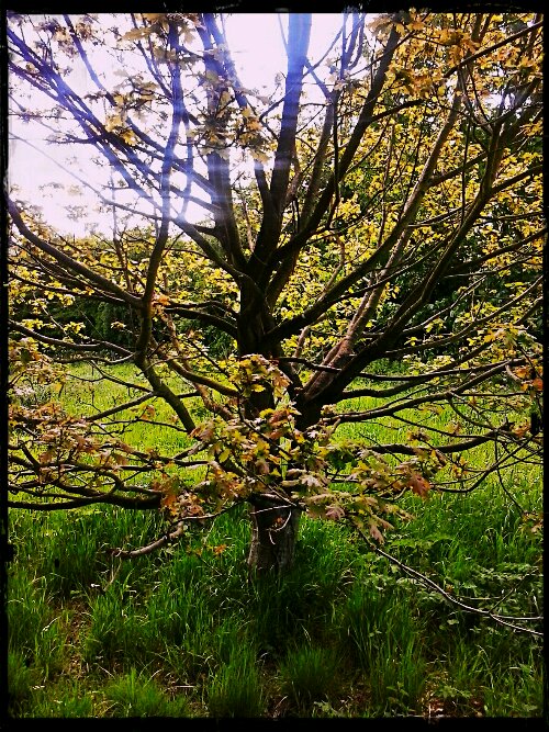 2013-05-25 10.38.59_Hagrid_Pink_Cleaner.jpg image